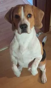 Rocky, Trier