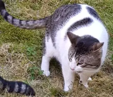 Mika, Büren