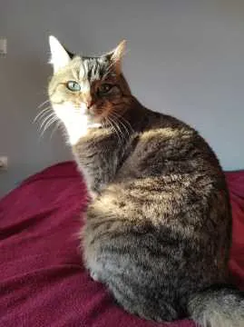 Bella, Hohenroth