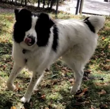 Buddy, Gersthofen