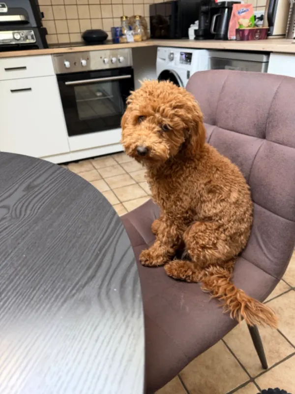 Simba, Wachtberg