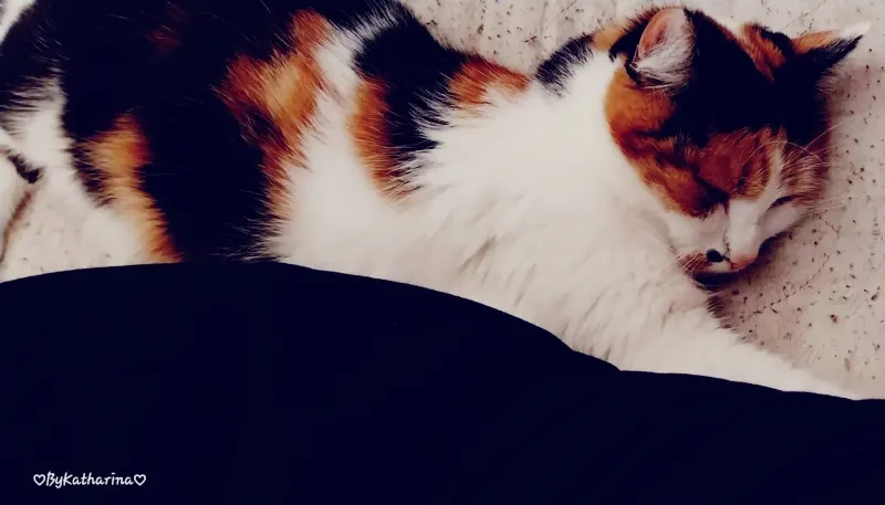 Molly, Hagen
