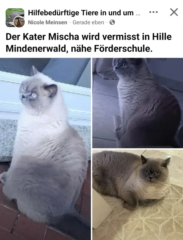 Mischa, Hille