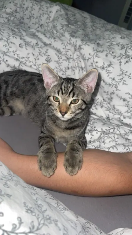 Kiko, Hille