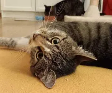 Findus, Suhl