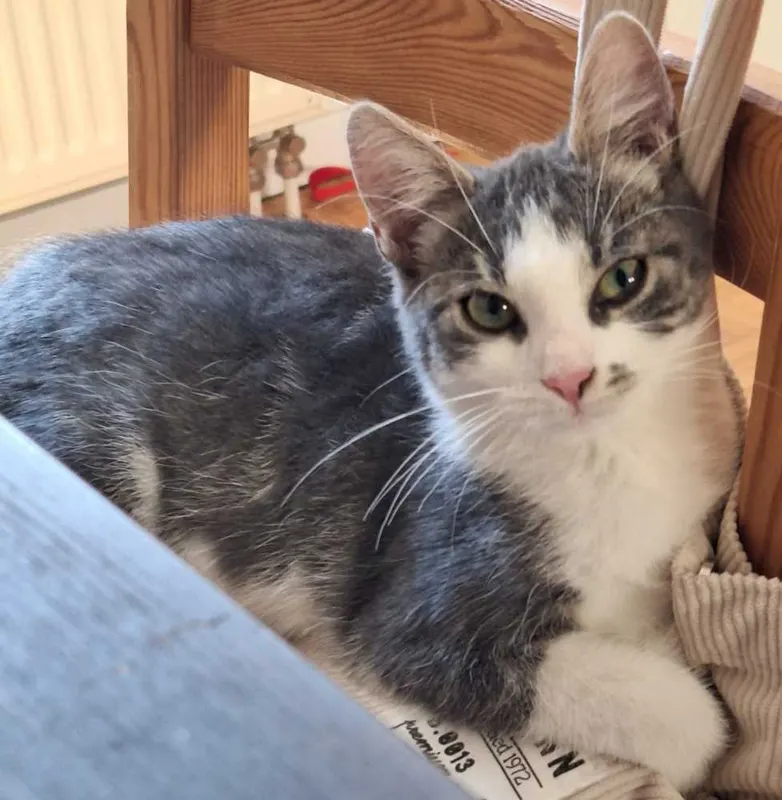 Lilly, Ilbesheim bei Landau in der Pfalz