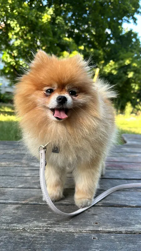 Abby, Potsdam