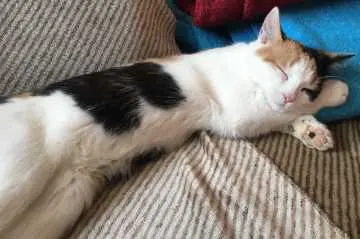 Nala, Mühlhausen/Thüringen