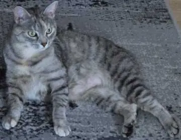 Nala, Herzogenaurach