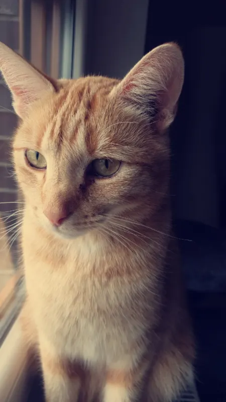 Charly, Schlüchtern