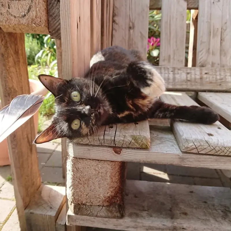 Josie, Enger