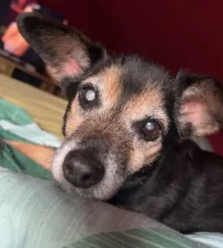 Lucky, Sprakensehl