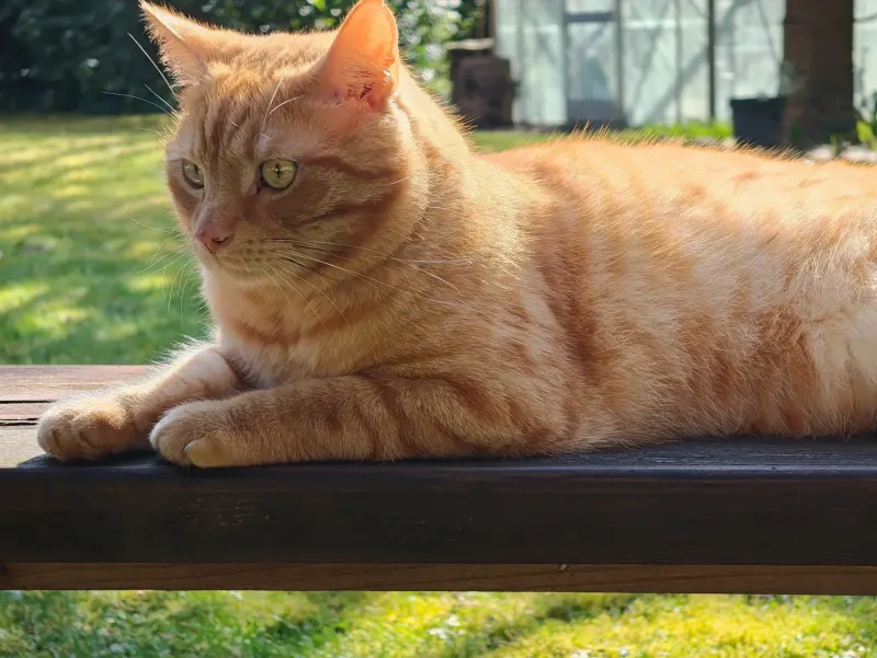 Scooter, Haren