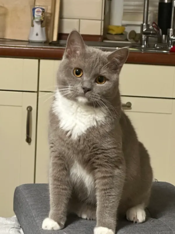 Monty, Haren