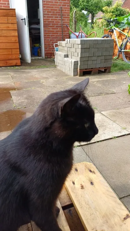 Hank, Itzehoe