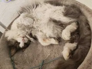 Monty, Bremervörde