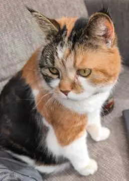 Amy, Wertheim
