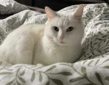 Snowbell, Großenhain
