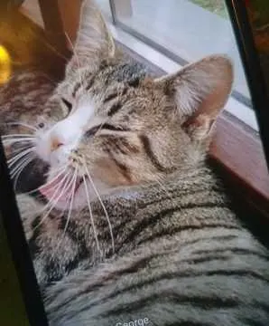 Kitty, Karlstadt