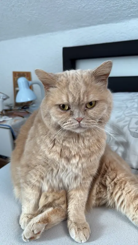 Puki, Günzburg