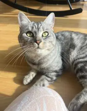 Maya, Lindlar