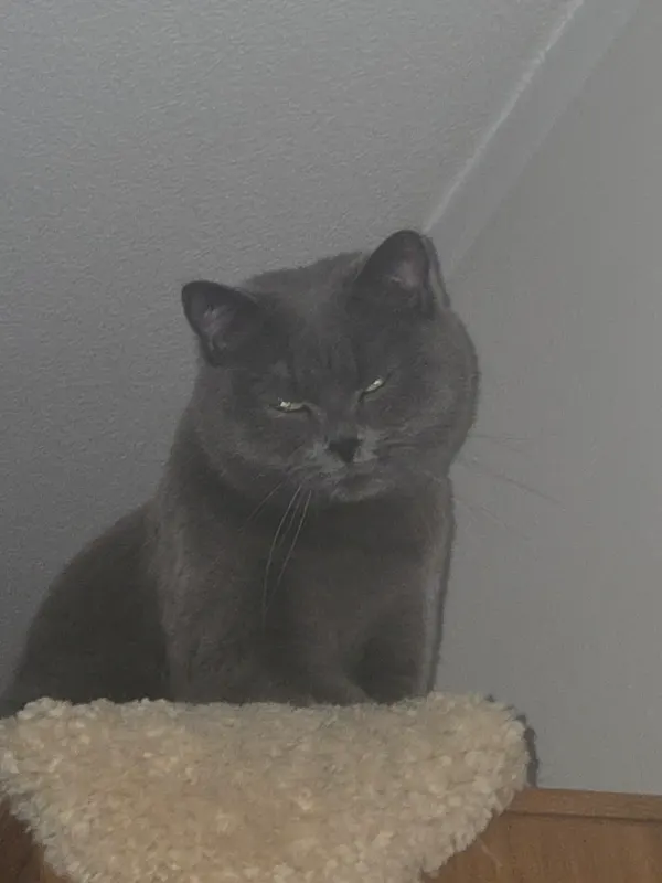 Fritzi, Kaltenkirchen