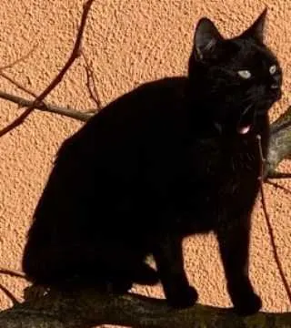 Ronja, Hergisdorf