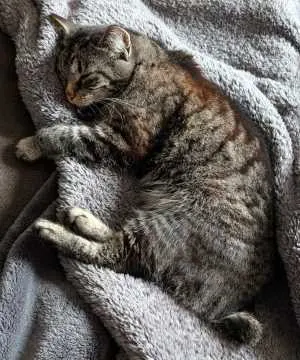 Lilly, Grimma
