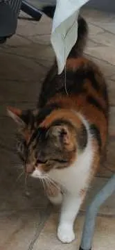 Lucy, Nebelschütz