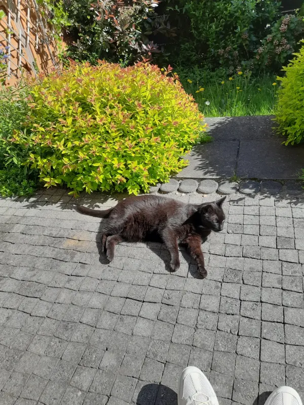 Ali, Hattingen
