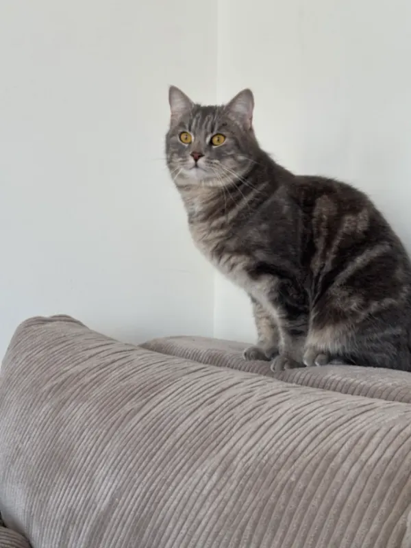 Sammy, Petersberg