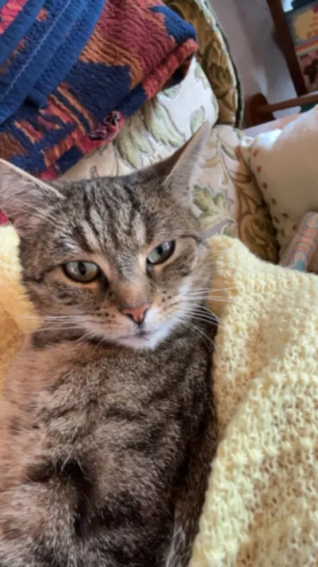 Kitty, Mosbach