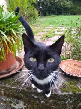 Findus, Saarbrücken