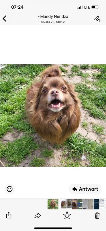 Brownie, Zerbst