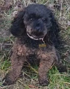 Cookie, Boxberg