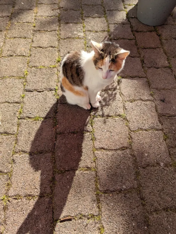 Katze Serafina, Münster