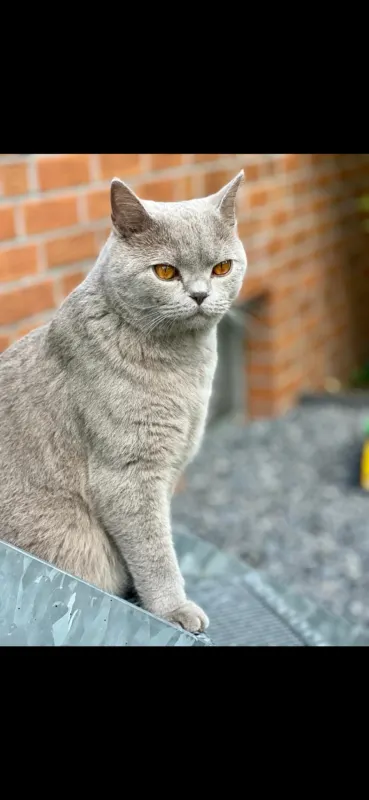 Rocky, Münster