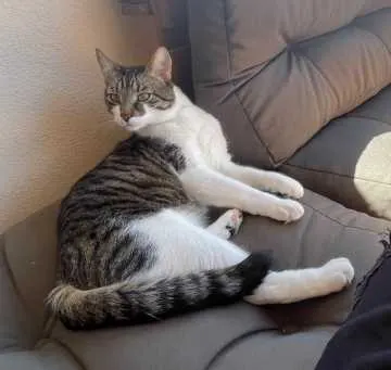 Simba, Markgröningen