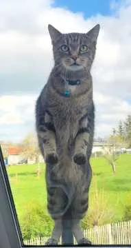 Castiel, Mühlhausen/Thüringen