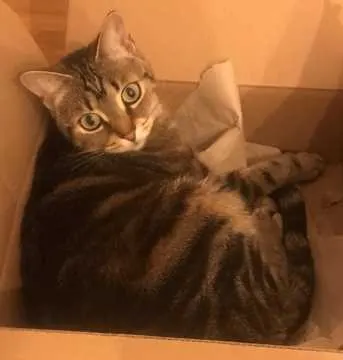 Mimi, Berlin