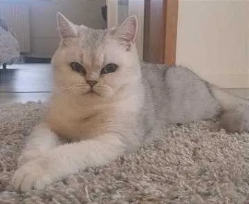 Luna, Versmold