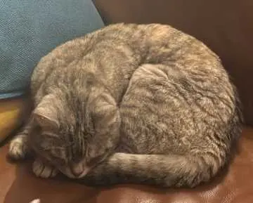 Ronja, Angermünde
