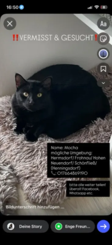 Mocha, Frohnau