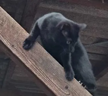 Donnie, Stuttgart