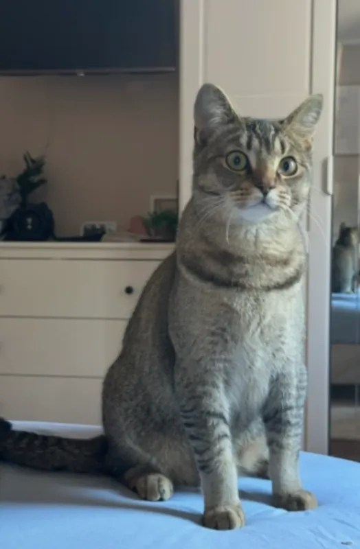 Simba, Neustadt an der Weinstraße