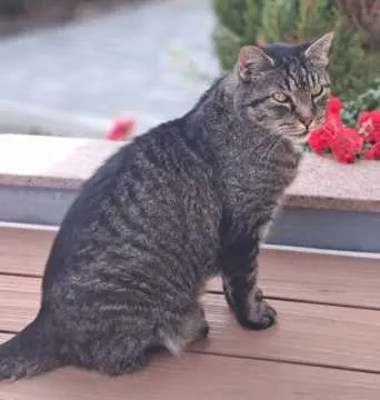 Lucky, Balingen