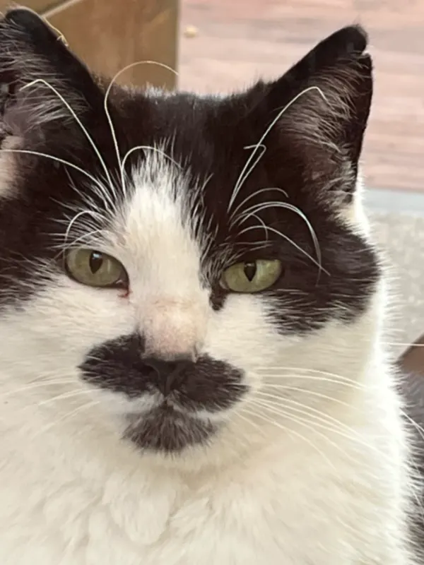 Schnäuzchen, Kassel