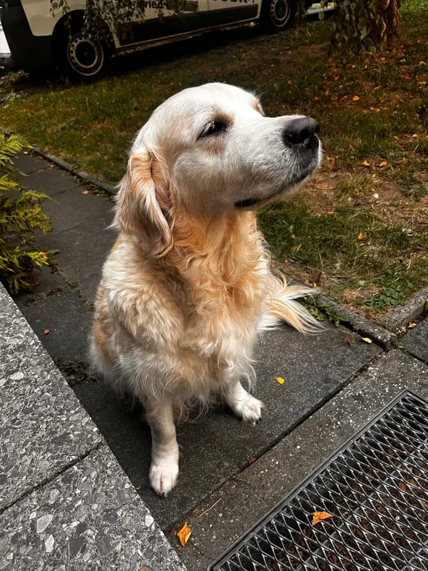 Grace, Neuwied