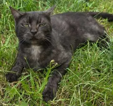 Bean, Mainleus