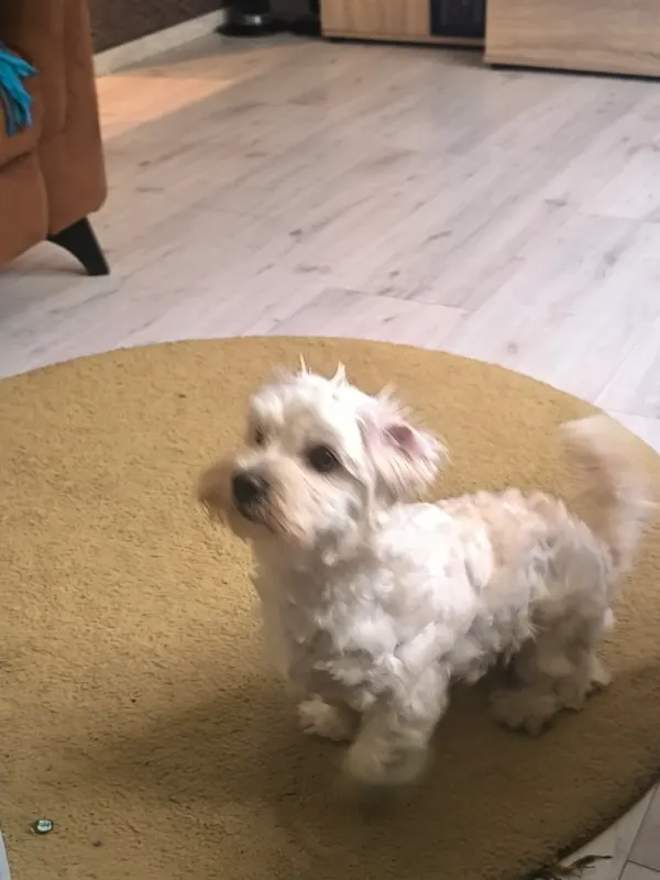 Milo, Alsdorf